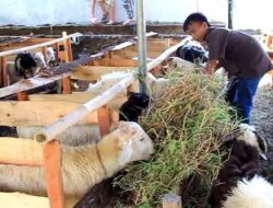 Jelang Meugang, Dinas Peternakan Aceh Pastikan Hewan Kurban Bebas Penyakit