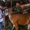 Dinas Peternakan Aceh Pastikan Stok Hewan Kurban Aman Jelang Meugang Iduladha 1447 H