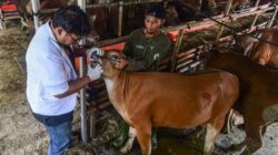 Dinas Peternakan Aceh Pastikan Stok Hewan Kurban Aman Jelang Meugang Iduladha 1447 H