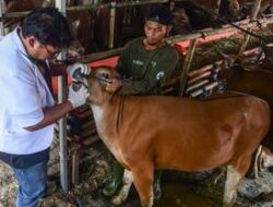 Dinas Peternakan Aceh Pastikan Stok Hewan Kurban Aman Jelang Meugang Iduladha 1447 H