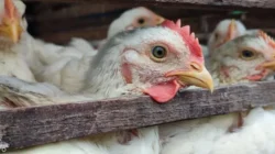 Gelar Sidak di 4 Daerah, Disnak Aceh Murka Temukan Ayam Potong Dijual Rp 85 Ribu!