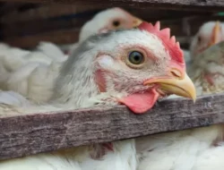 Gelar Sidak di 4 Daerah, Disnak Aceh Murka Temukan Ayam Potong Dijual Rp 85 Ribu!